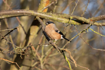 Bullfinch perched in a tree on a sunny morning.