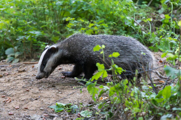 Badger foraging on woodland floor. © Colin Ward