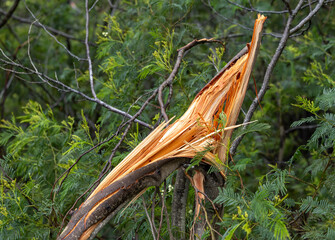 A Wind-Broken Branch Amid Green Shadows