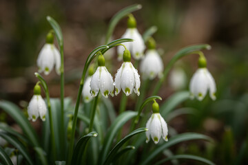 Snowdrop flowers blooming in spring garden close up macro nature photography