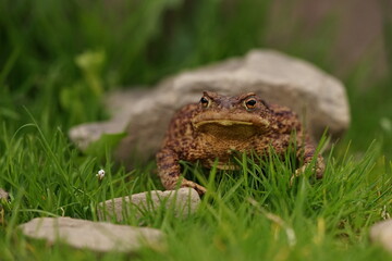  European toad (Bufo bufo) closeup view on spring garden. Due to human activities its rare to seen in wild nature.