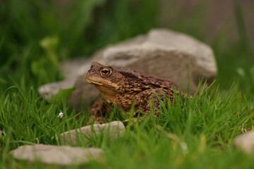  European toad (Bufo bufo) closeup view on spring garden. Due to human activities its rare to seen in wild nature.