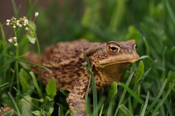  European toad (Bufo bufo) closeup view on spring garden. Due to human activities its rare to seen in wild nature.