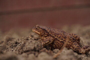  European toad (Bufo bufo) closeup view on spring garden. Due to human activities its rare to seen in wild nature.