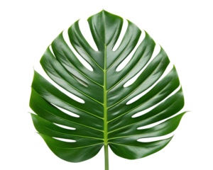Vibrant Tropical Leaf, Exotic Greenery, Fresh Nature Decor, Lush Botanical Accent