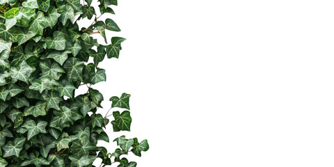 Green ivy vine isolated on white background, hanging foliage plant border