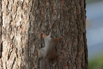 木に登る可愛いニホンリス