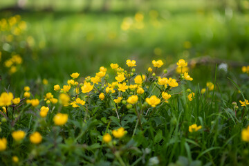 Fototapeta premium Yellow buttercups blooming in a green meadow, floral spring background, bokeh, 100 characters