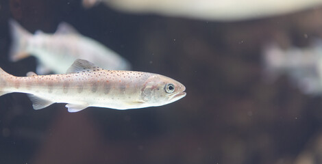 水槽の中を泳ぐ魚