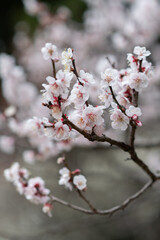 梅の花をマクロレンズで撮影