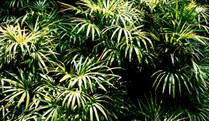 Dark tropical leaves background,jungle leaf banner for cover or wallpaper design.not ai generated