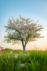 Fototapeta premium Flowering tree in meadow against sky at sunset in spring season landscape