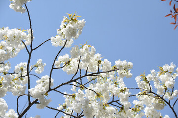 千原桜