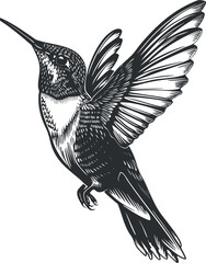 Black and white illustration of a detailed hummingbird in flight, showcasing intricate feather patterns.