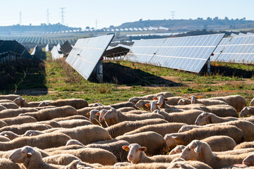 Sheep grazing beside solar panels in Zaragoza. Intersection of agriculture and sustainable energy captured with depth, light and rural-industrial balance.