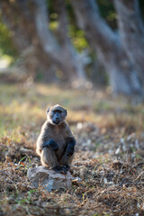 Obraz premium Chacma Baboon troop at play in Cape Town, South Africa in golden sunset light