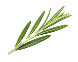 Obraz premium Fresh Rosemary Leaf, Aromatic Herbal Plant, Natural Flavoring Herb, Green Culinary Spice