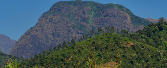 Tea plantation of Valparai