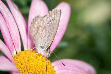 Close up of Common grass blue butterfly