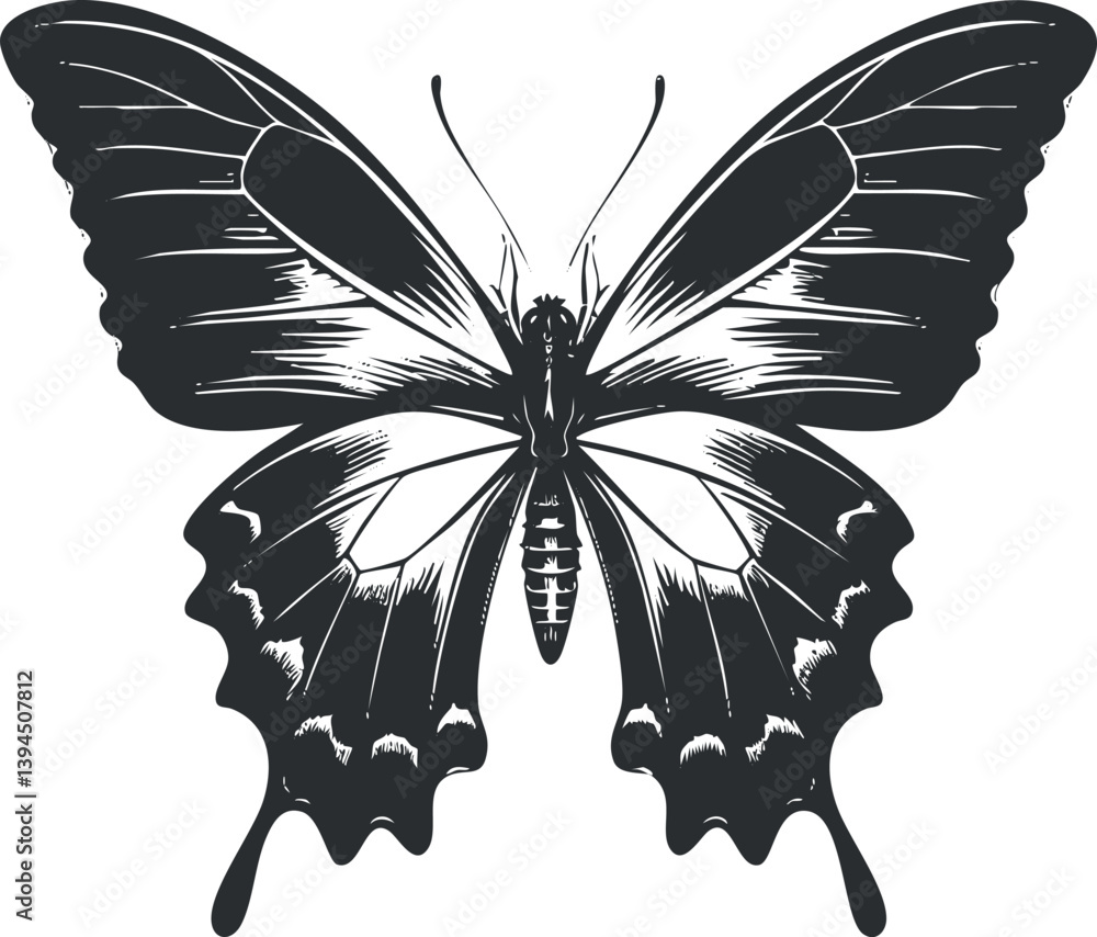 Poster monochrome vector illustration of a detailed butterfly with symmetrical wings and intricate patterns