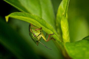 close up of stink bug or shield beetle