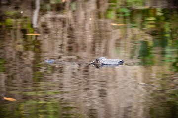 Alligator schwimmt in den Mangrovenwäldern Floridas