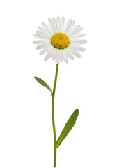 Single White Daisy Flower on White Background Botanical Photography