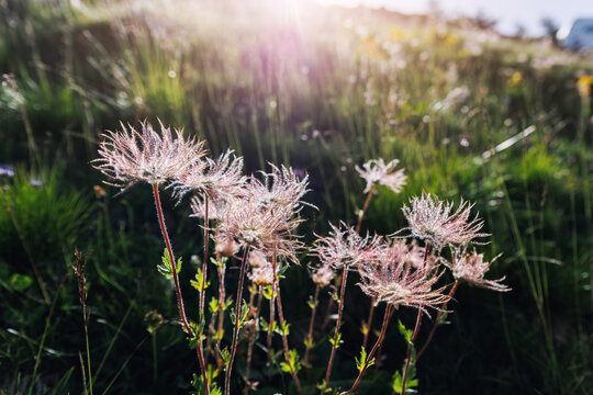 Scenic Idyllic view Alpine avens wild flowers shimmer backlit sunlight morning sunrise light with dew coating delicate filaments. Landscape hillside background wild floral beauty mountain charm