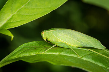 Closeup of a Katydid or bush cricket