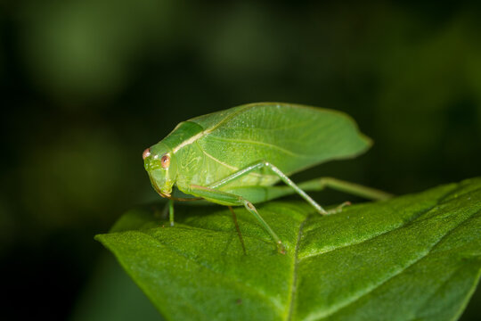 Closeup of a Katydid or bush cricket