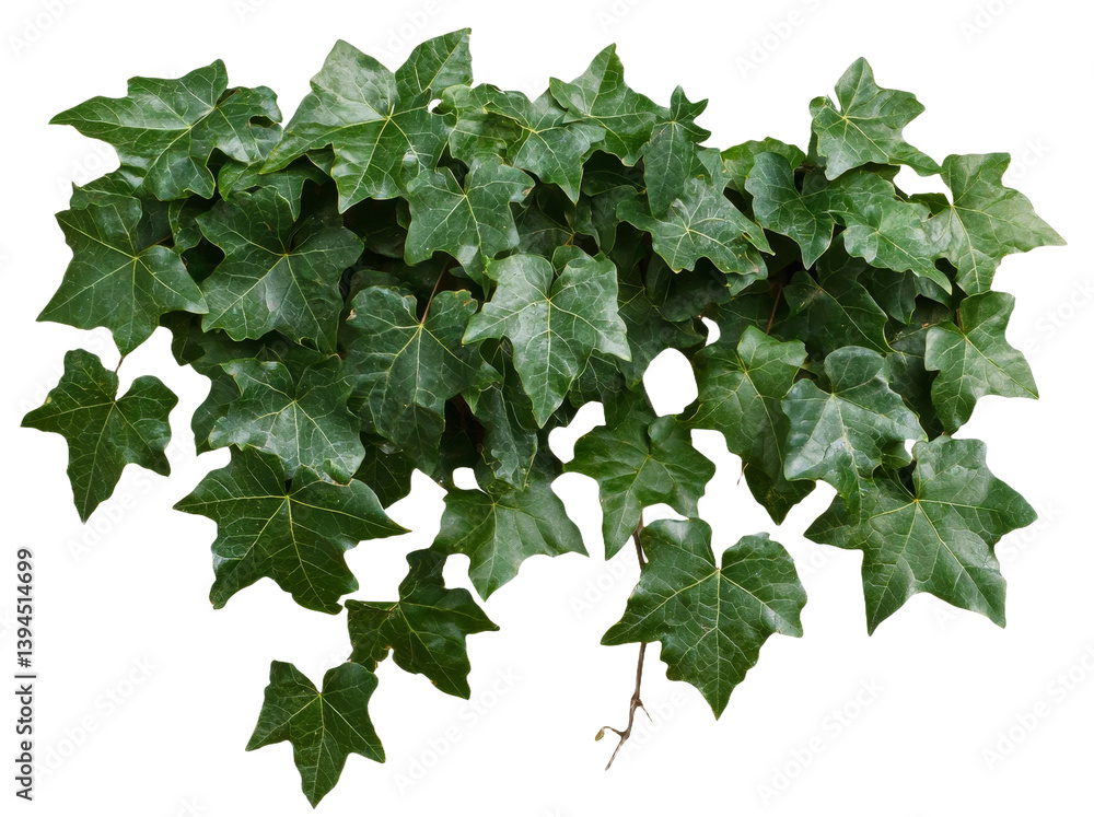 Aufkleber fresh green ivy leaves arranged in a minimalist style for creative presentations and mockups