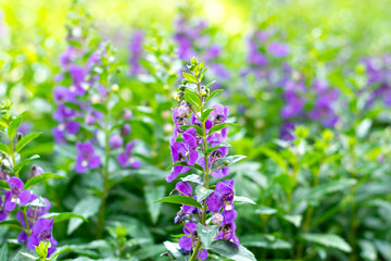 A close-up image of Angelonia goyazensis Benth with selective focus, showcasing vibrant purple Angelonia flowers blooming beautifully in a natural meadow garden.