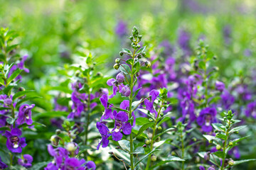 A close-up image of Angelonia goyazensis Benth with selective focus, showcasing vibrant purple Angelonia flowers blooming beautifully in a natural meadow garden.