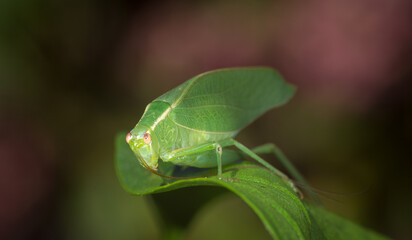 Closeup of a Katydid or bush cricket
