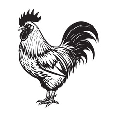 On a white background illustrate a black and white coloring book line art of a bold and simple rooster with large feathers.