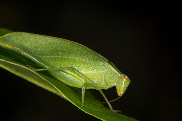 Closeup of a Katydid or bush cricket