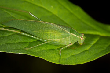 Closeup of a Katydid or bush cricket