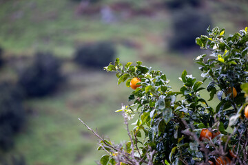 Ripening Wild Oranges on the Tree