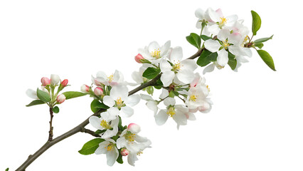 blooming wild plum tree flowers in spring isolated on white background PNG. GENERATIVE AI