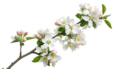 blooming wild plum tree flowers in spring isolated on white background PNG. GENERATIVE AI