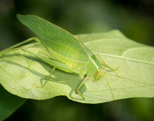 Closeup of a Katydid or bush cricket