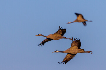 Kraniche (Grus grus)