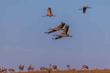 Kraniche (Grus grus)