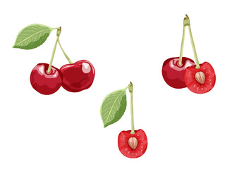 Ripe and raw cherry berries isolated on white background. Vector fresh fruit food. Bunches of red cherries with green leaves and stems.