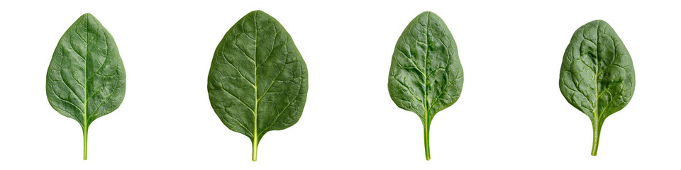 Obraz premium Four isolated spinach leaves arranged in a minimalist layout showcasing their unique shapes and textures
