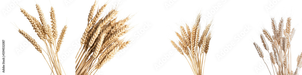 Poster mockups showcasing minimalist arrangements of isolated wheat stalks against a white background for a