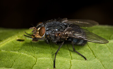 close up of a blow fly against out of focus background