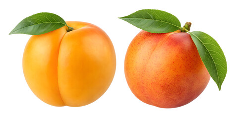 Fresh Peaches with Green Leaves, Two Juicy Varieties, Sweet Summer Fruit, Natural Peach Display, Cut Out
