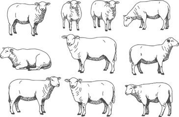 Fototapeta premium set of Sheep logo icon template. vector png clip art