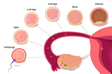 Diagram of early human embryonic development. Human embryogenesis. Ovulation. Fertilization, Zygote, 2-cell, 8-cell, Morula and Blastocyst.